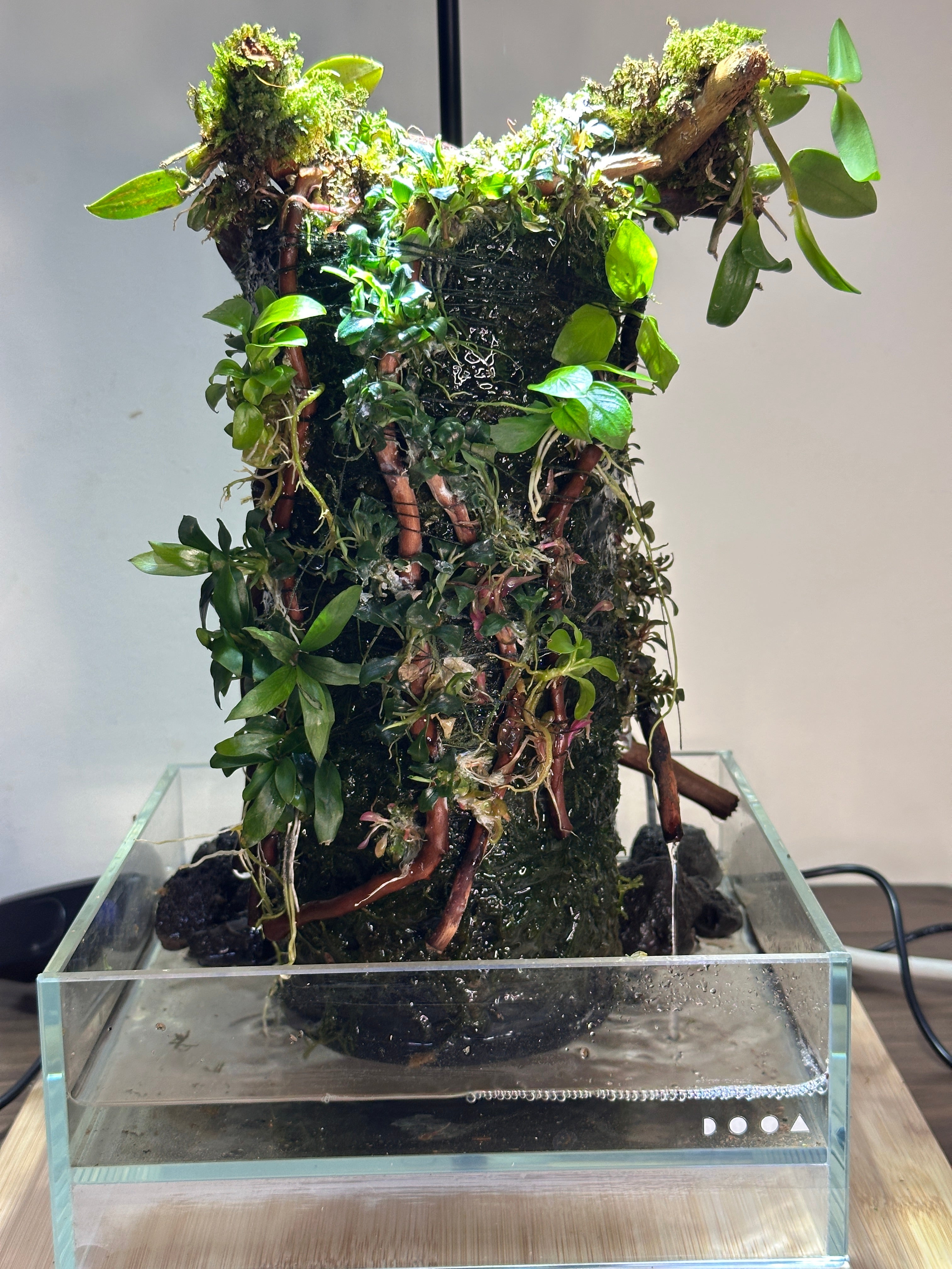 Oasis - Paludarium  TerraTopia Studio