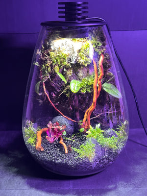 Ethereal Orchids – Hanging Dendrobium Mini Orchid Terrarium (6”W × 9”H, Bioloark SD200 Large with Inbuilt LED Light)