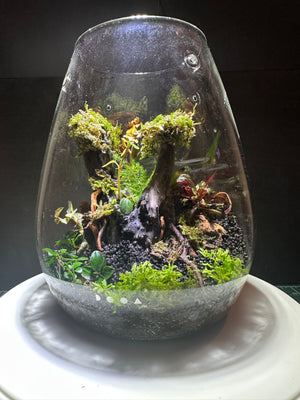 Ethereal Orchids – Masdevallia & Jewel Orchid Terrarium (6”W × 8”H, DOOA SHIZUKU with LED Light & Stand