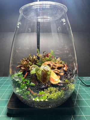 Elysian Garden – Begonia Pavonina Terrarium (6”W × 8”H, DOOA SHIZUKU with LED Light & Stand)