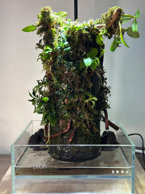 Oasis mini orchid, Terra Base Paludarium – DOOA (8”W × 11”H) | with flowing water and LED light stand