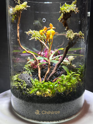 Ethereal Orchids – Masdevallia & Jewel Orchid Terrarium (6”W × 8”H, Chihiros Dew L Glass) with LED Light & Stand