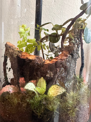 Whispering Woods -Forest Gateway Small 4”W × 6”H- Bio Active Terrarium. with Clip on LED light
