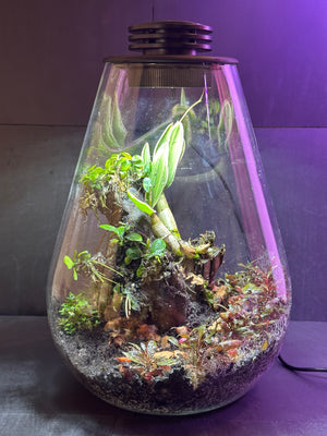 Ethereal Orchids-Den Dwarf Variegated Orchid-Bio Active(7”W × 10.5”H, Bioloark SD200 large with inbuilt LED light and cooling fan)