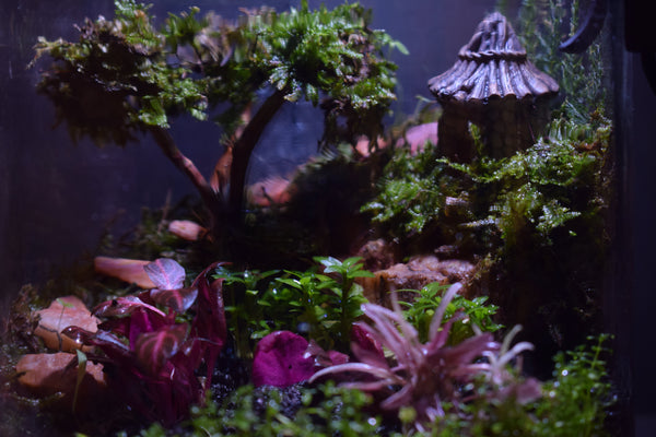 The Art of Building Your First Terrarium — A Step-by-Step Guide to Creating a Miniature Green World