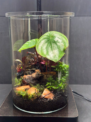 Medium Terrarium