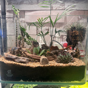 Succulent Terrarium