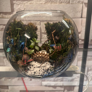 Terrarium Kit