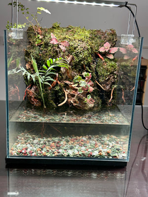 Clipon Paludarium