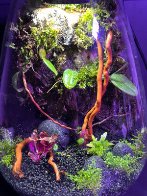 Ethereal Orchids – Hanging Dendrobium Mini Orchid Terrarium (6”W × 9”H, Bioloark SD200 Large with Inbuilt LED Light)