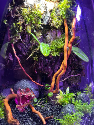 Ethereal Orchids – Hanging Dendrobium Mini Orchid Terrarium (6”W × 9”H, Bioloark SD200 Large with Inbuilt LED Light)