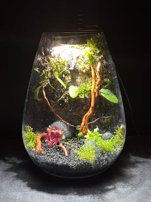 Ethereal Orchids – Hanging Dendrobium Mini Orchid Terrarium (6”W × 9”H, Bioloark SD200 Large with Inbuilt LED Light)