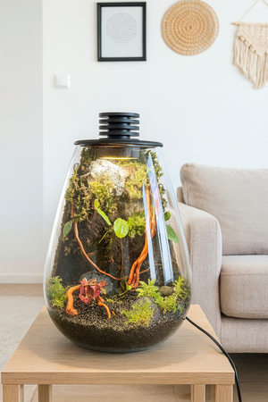 Ethereal Orchids – Hanging Dendrobium Mini Orchid Terrarium (6”W × 9”H, Bioloark SD200 Large with Inbuilt LED Light)