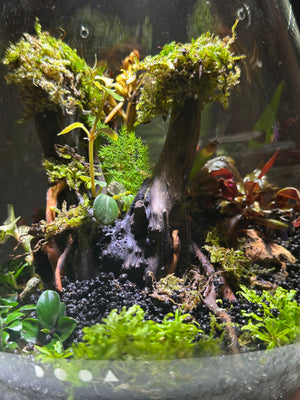 Ethereal Orchids – Masdevallia & Jewel Orchid Terrarium (6”W × 8”H, DOOA SHIZUKU with LED Light & Stand