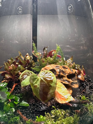 Elysian Garden – Begonia Pavonina Terrarium (6”W × 8”H, DOOA SHIZUKU with LED Light & Stand)