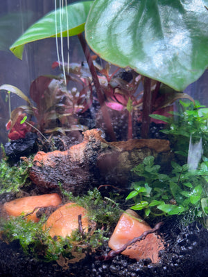 Elysian Garden - Watermelon Peperomia Jar Terrarium 5X7 Inches. With LED Desk Light
