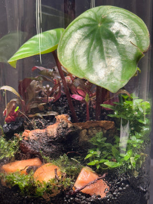Elysian Garden - Watermelon Peperomia Jar Terrarium 5X7 Inches. With LED Desk Light