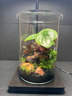Elysian Garden - Watermelon Peperomia Jar Terrarium 5X7 Inches. With LED Desk Light