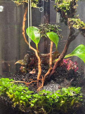 Elysian Garden – Peperomia Green Terrarium (6”W × 8”H, Chihiros Dew L Glass with LED Light & Stand)