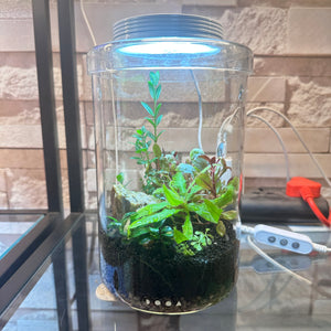 DOOA Mini Carnivore Habitat 4/8" with Maglight