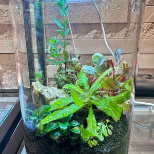 DOOA Mini Carnivore Habitat 4/8" with Maglight