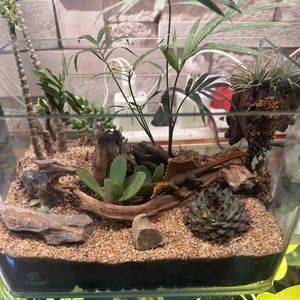 Mini Jurassic Desert Terrarium (10×7")