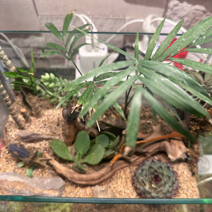 Mini Jurassic Desert Terrarium (10×7")
