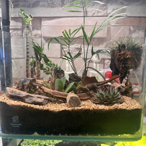 Mini Jurassic Desert Terrarium (10×7")