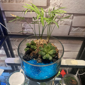 Ocean Breeze Mini Succulent Garden (6×4")