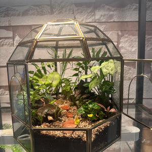 Forest Floor Dome Terrarium (10×10")