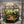 Forest Floor Dome Terrarium (10×10
