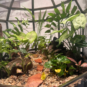 Forest Floor Dome Terrarium (10×10")