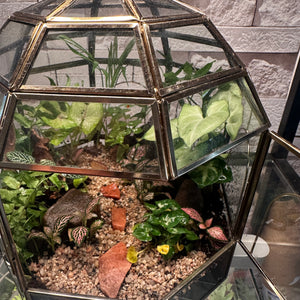 Forest Floor Dome Terrarium (10×10")