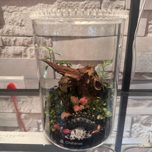 Chihiros Garden Terrarium (6×8")