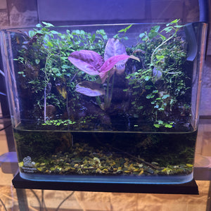 Mini Rainforest Paludarium (8×5×7")