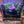 Mini Rainforest Paludarium (8×5×7