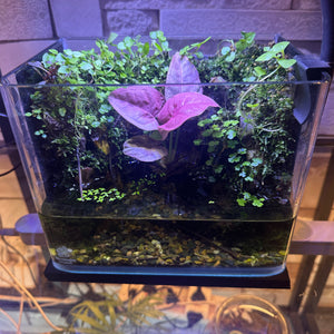 Mini Rainforest Paludarium (8×5×7")