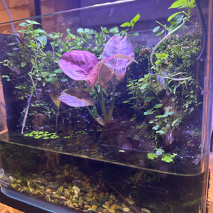 Mini Rainforest Paludarium (8×5×7")