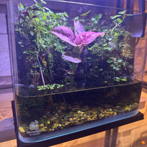 Mini Rainforest Paludarium (8×5×7")