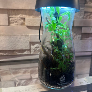 TouchGlow Garden Terrarium (4×11")