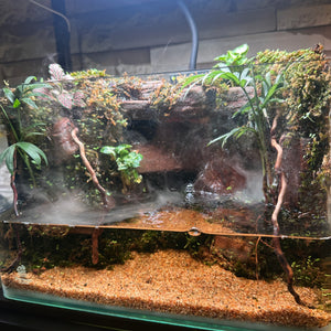 Beachscape Paludarium with Waterfall and mist (12×7×8")