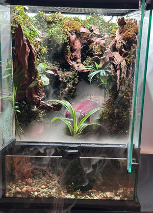 Paludarium Workshop To Build a Living World