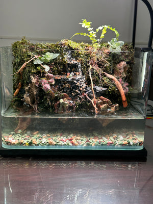 Paludarium Workshop To Build a Living World