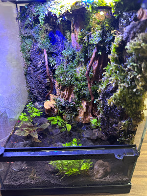 Oasis Raindrop Paludarium (8”W × 11.5”H, with Inbuilt Rain System & LED Light)