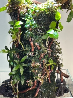 Oasis mini orchid, Terra Base Paludarium – DOOA (8”W × 11”H) | with flowing water and LED light stand