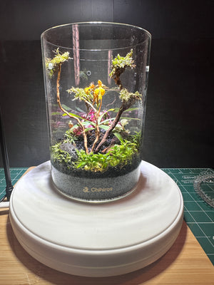 Ethereal Orchids – Masdevallia & Jewel Orchid Terrarium (6”W × 8”H, Chihiros Dew L Glass) with LED Light & Stand