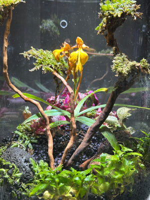 Ethereal Orchids – Masdevallia & Jewel Orchid Terrarium (6”W × 8”H, Chihiros Dew L Glass) with LED Light & Stand