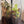 Whispering Woods -Forest Gateway Small 4”W × 6”H- Bio Active Terrarium. with Clip on LED light
