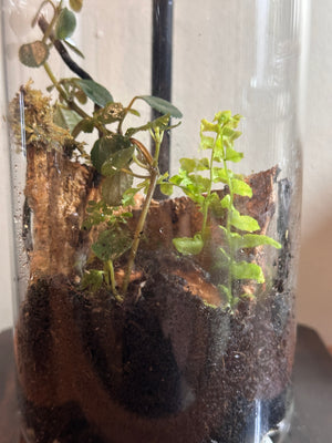 Whispering Woods -Forest Gateway Small 4”W × 6”H- Bio Active Terrarium. with Clip on LED light