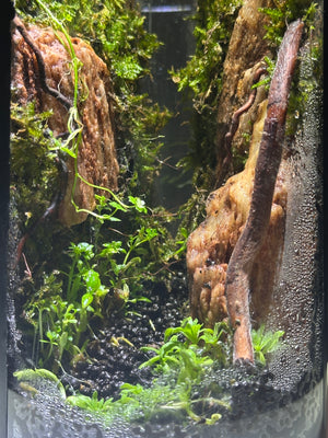 Mystic Mountain – Secret Valley Edition Small size. 4 inch width and 6 inch height. with Clip on LED light